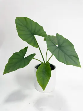 Alocasia Puber 'Green Goddess'